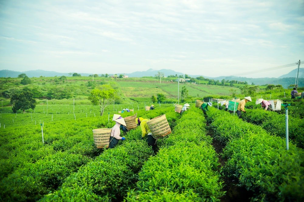 Trà xanh là một trong hai dòng sản phẩm chủ lực của Trà Rồng Vàng, bên cạnh trà Oolong.