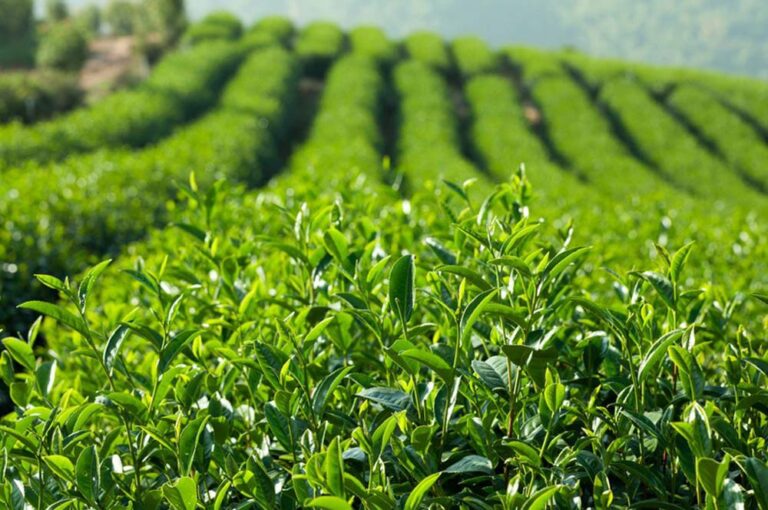 Những lá trà xanh tươi mơn mởn