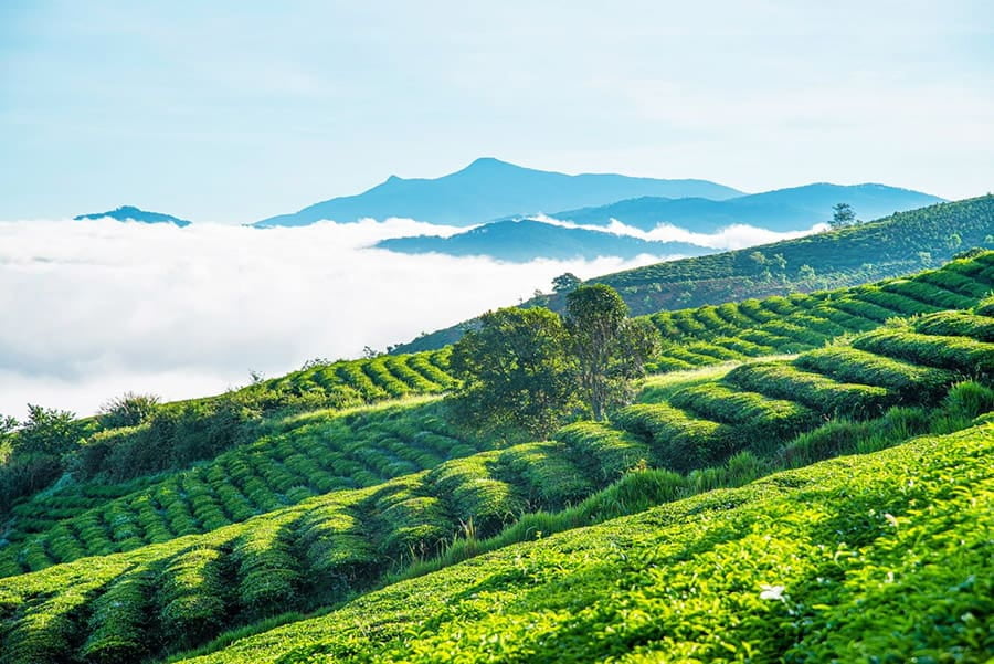 Trà Rồng Vàng lựa chọn những lá trà tiểu chuẩn từ đồi chè Bảo Lộc