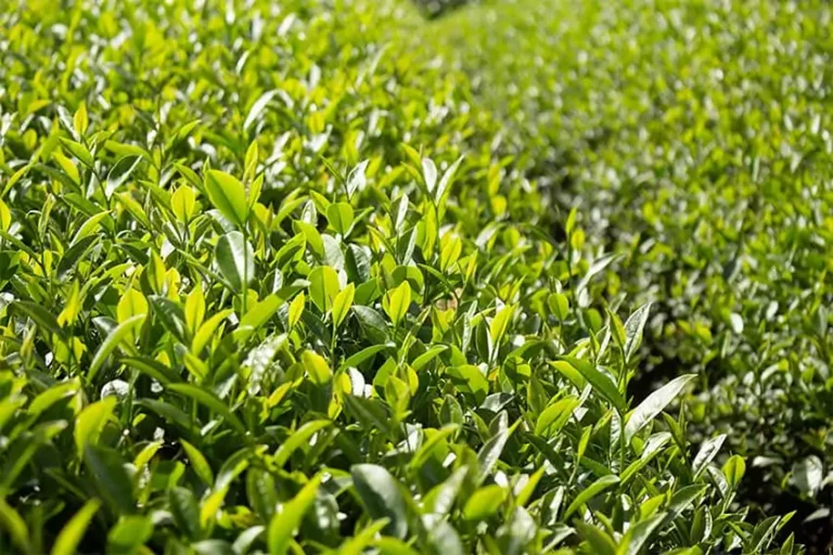 Trà Oolong thượng hạng từ Bảo Lộc: Khám phá hương vị đặc trưng