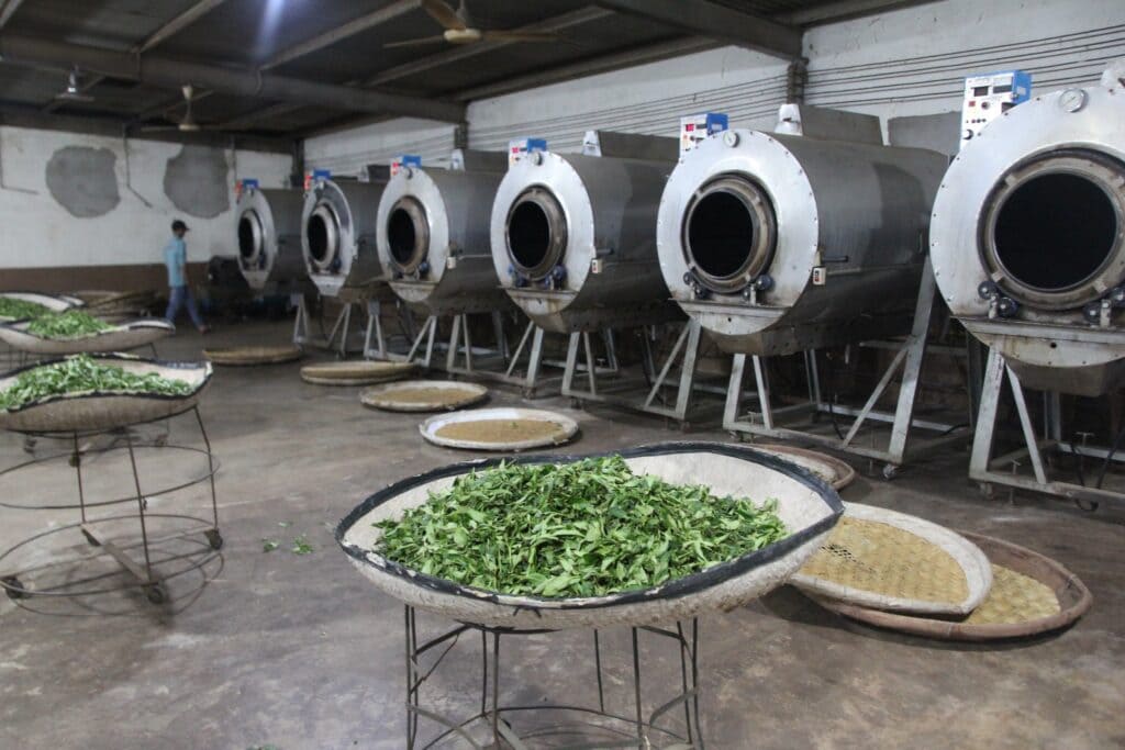 tea world 6 4 1024x683 1