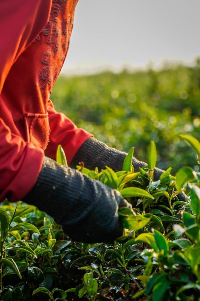 tea world 6 7 683x1024 1